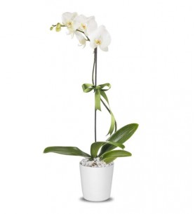 SINGLE BRANCH ORCHID