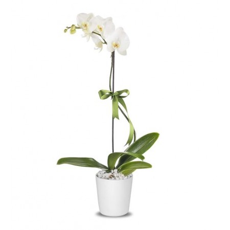 SINGLE BRANCH ORCHID